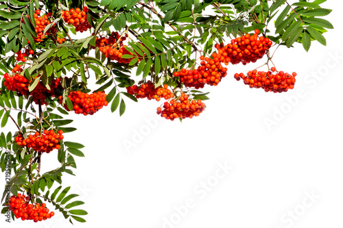 Hanging twigs of rowan with red fruits on a white background. Summer. Autumn. Background.
