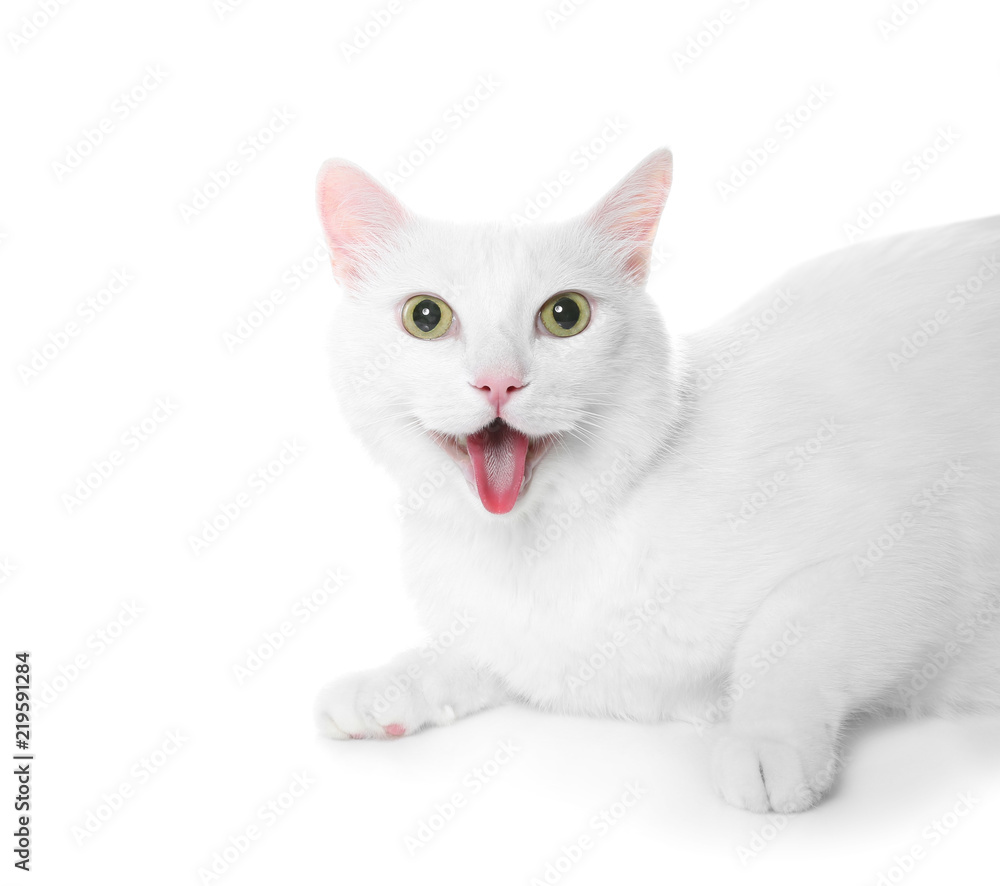 Fototapeta premium Ładny kot na białym tle. Puszysty zwierzak