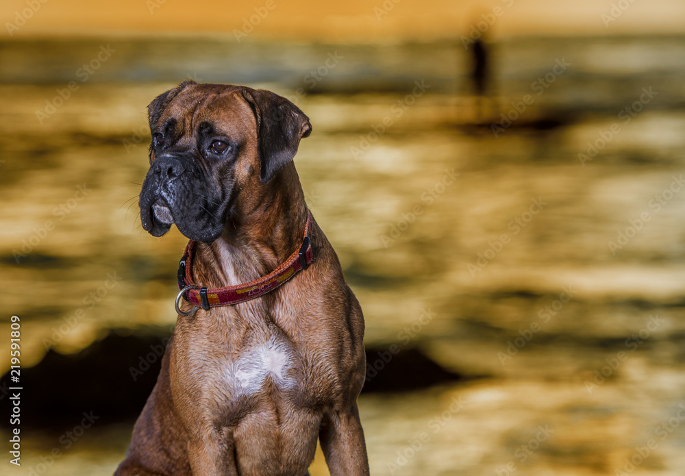a boxer dog on the beach by sunset