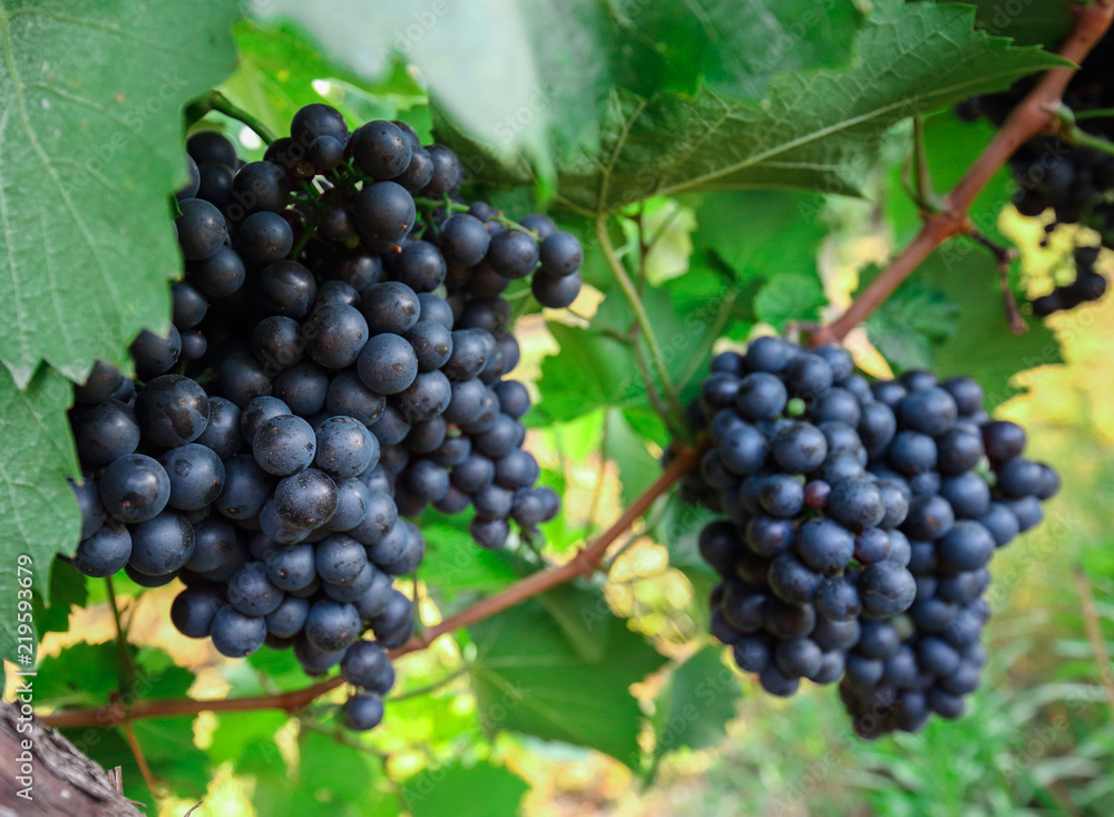 Bunch of grape on branch in late autumn
