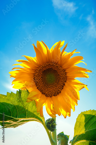 Fototapeta Naklejka Na Ścianę i Meble -  Flower of a sunflower against the sky close-up of a plane, concept of peace on earth
