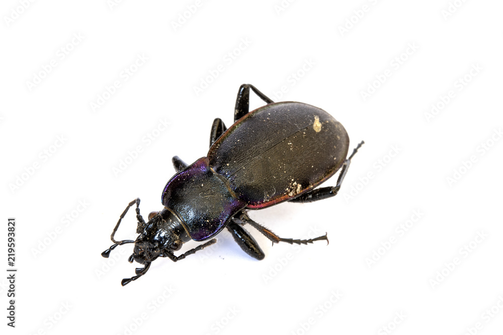 Dead Black Insect Beetle on White Background Dead Black Insect Beetle on White Background