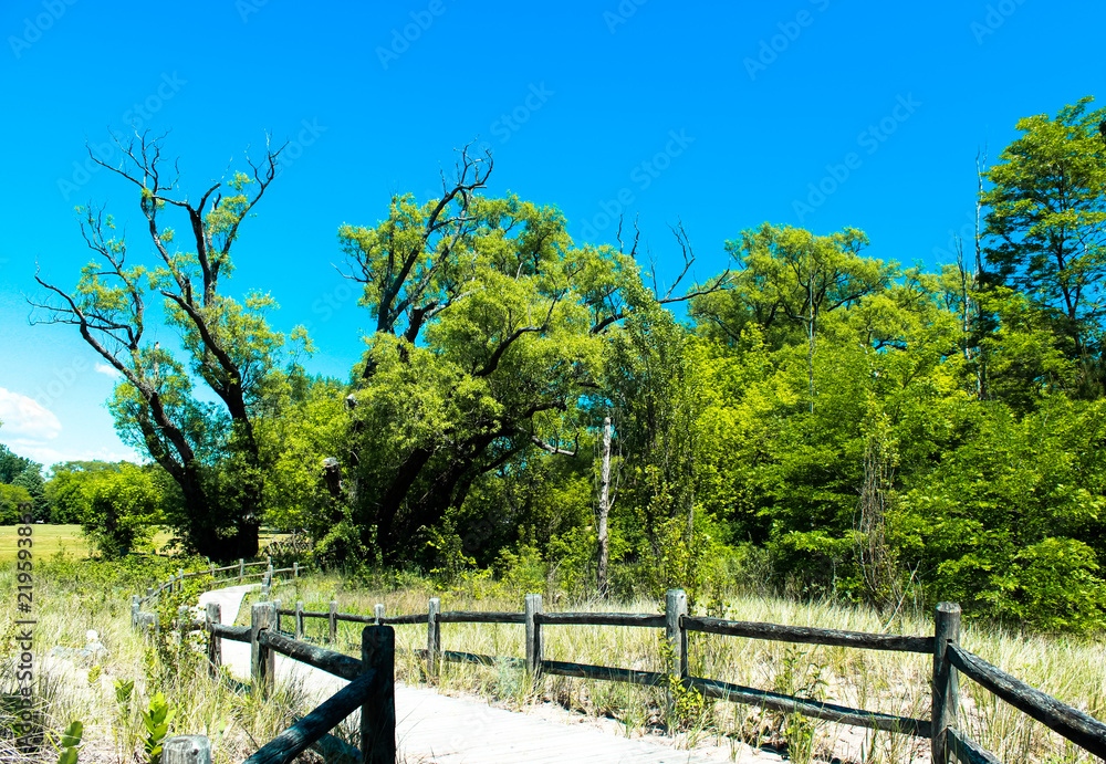 meditation, path, nature, blue sky, sunshine