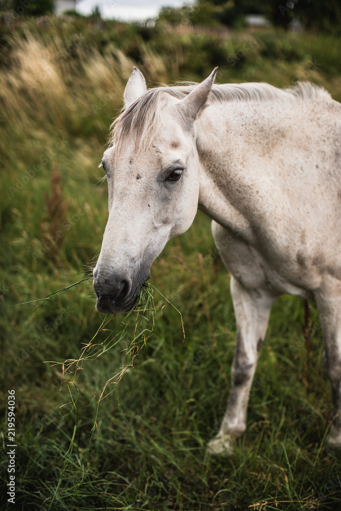 Irish White Horse
