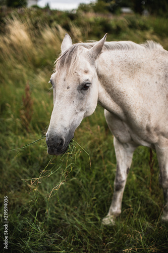 Irish White Horse