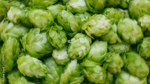 Close-up footage of fresh green hop cones. Plant for making beer and bread. Seamless loop video background.