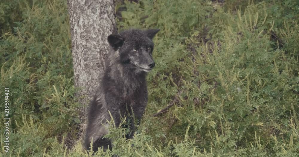 4K Cinematic Pack of Wild Wolves. Shot at a wildlife reserve on Leica Cinema lenses. 4K Cinematic Pack of Wild Wolves. Shot at a wildlife reserve on Leica Cinema lenses.