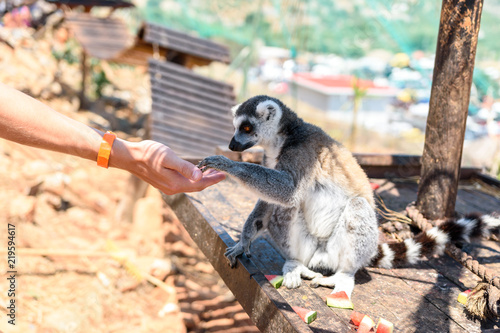 Ring-tailed lemur feeding in a contact zoo.