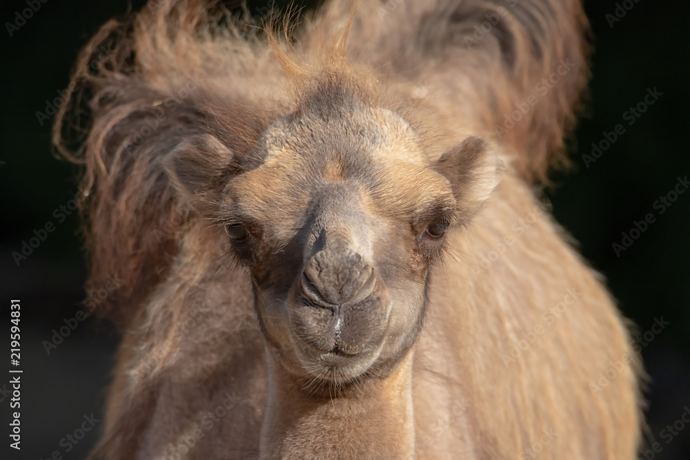Obraz premium Kamel