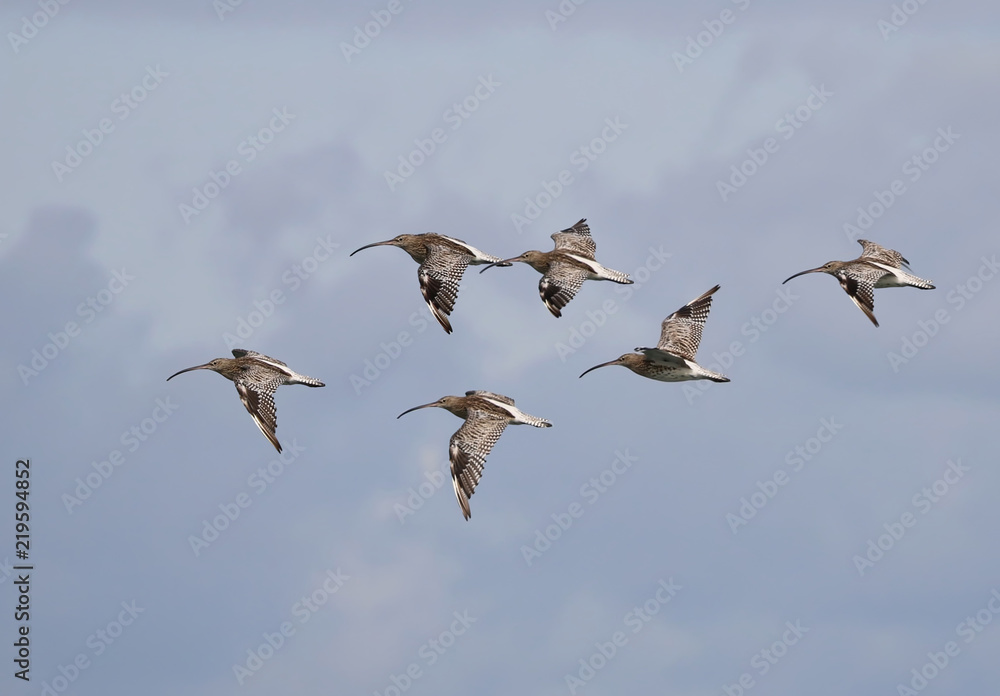 Flock of Curlews flying over