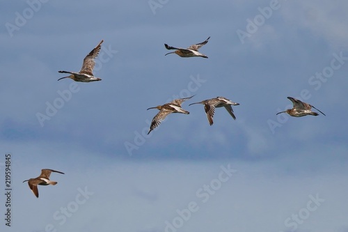 Flock of Curlews flying over © UniquePhotoArts