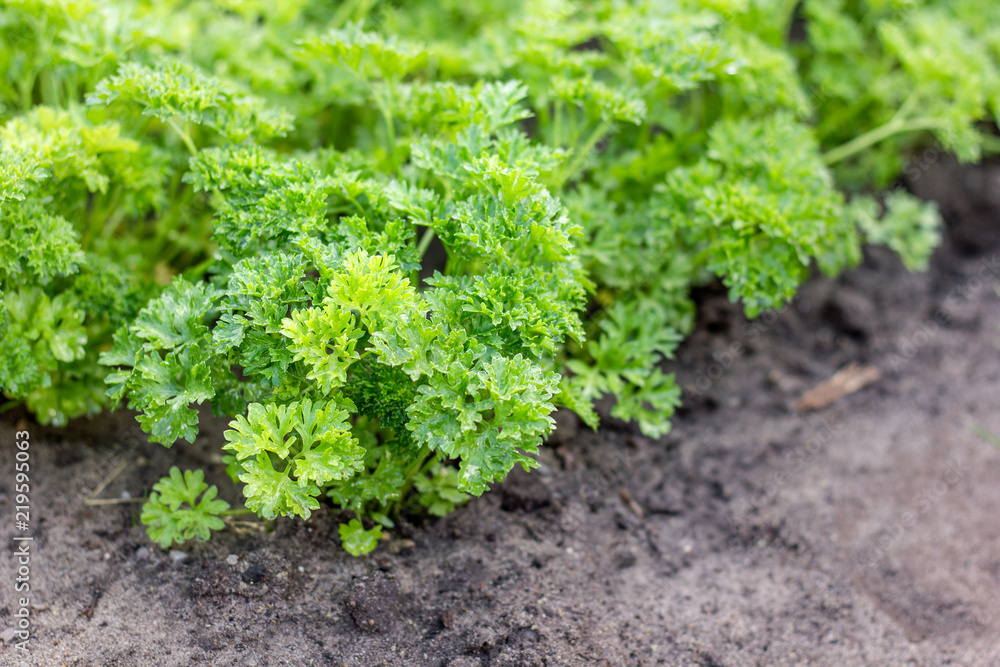 Vegetable bed with parsley Vegetable bed with parsley
