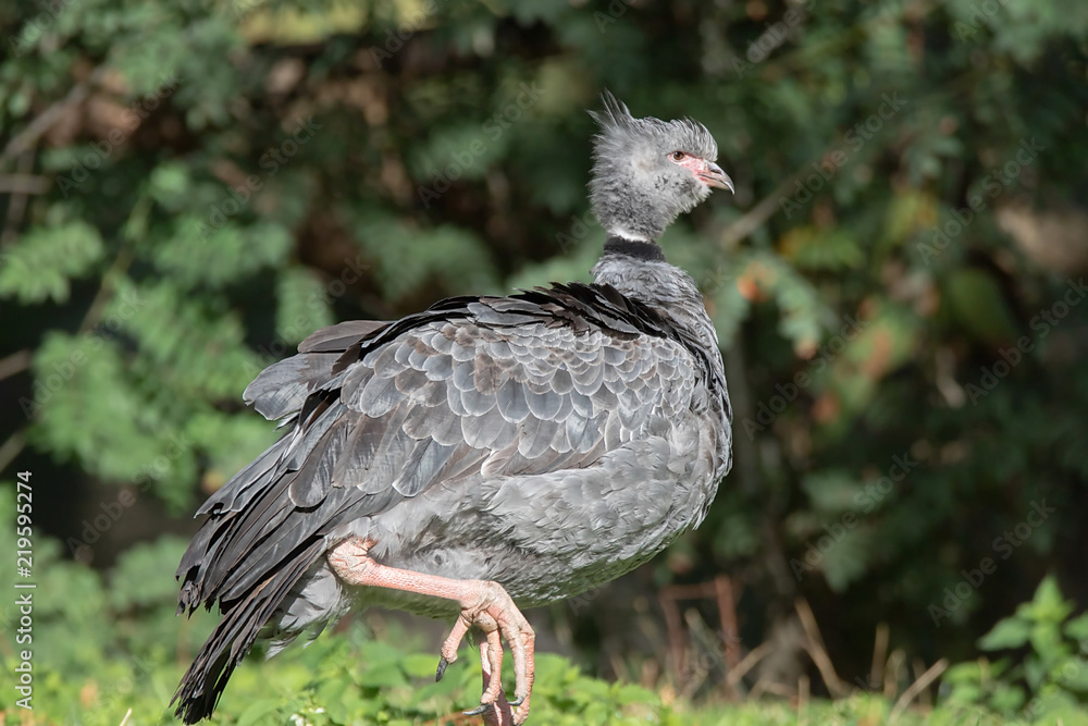 Fototapeta premium Wehrvogel