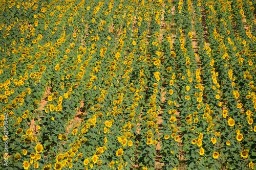 Fototapeta Naklejka Na Ścianę i Meble -  campo di girasoli 