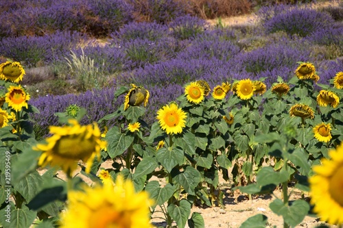 Fototapeta Naklejka Na Ścianę i Meble -  fiori di girasole e piante di lavanda fiorite