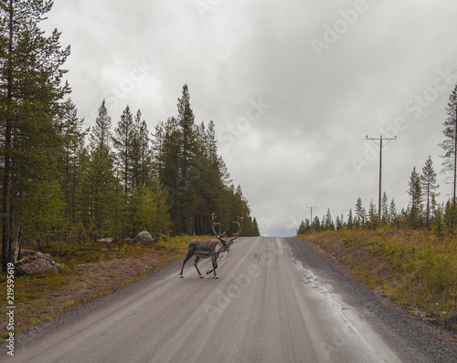 Lapland Finland, lonely reindeer crossing the road