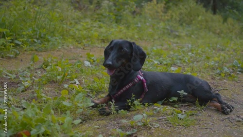 Dog Breed Dachshund Lies On The Grass Outdoor. Slow Motion