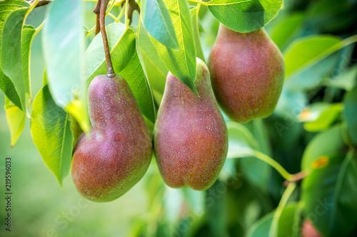 Ripe fruit fruit pear on a tree branch on a summer day, the concept of gardening and harvest, ecology and organic food nutrition