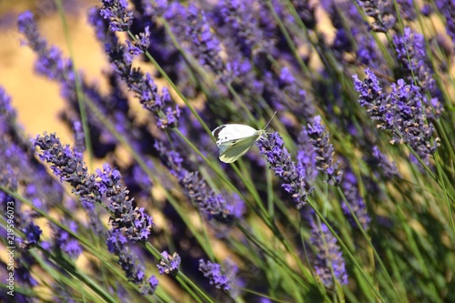 Fototapeta Naklejka Na Ścianę i Meble -  farfalla su spighe di lavanda