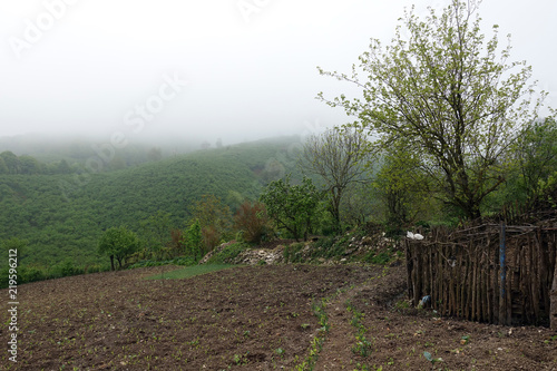 Foggy fields in the morning