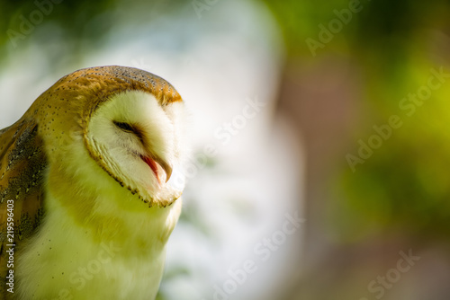 Barn owl  ( Tylo Alba ) with open beak or mouth, portrait against a forest background photo