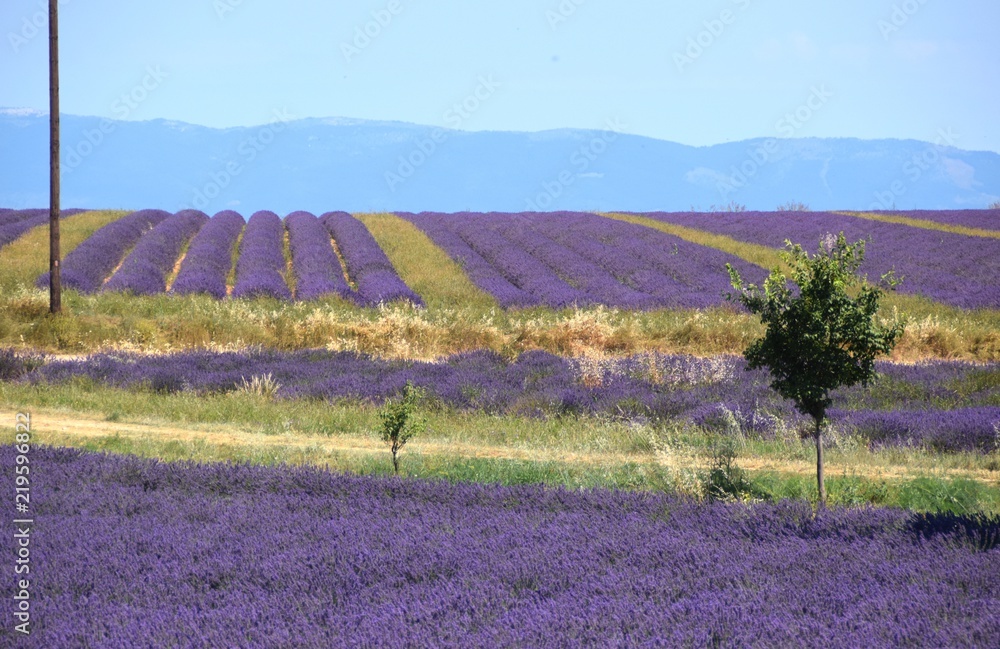 Fototapeta premium campi di lavanda in Provenza