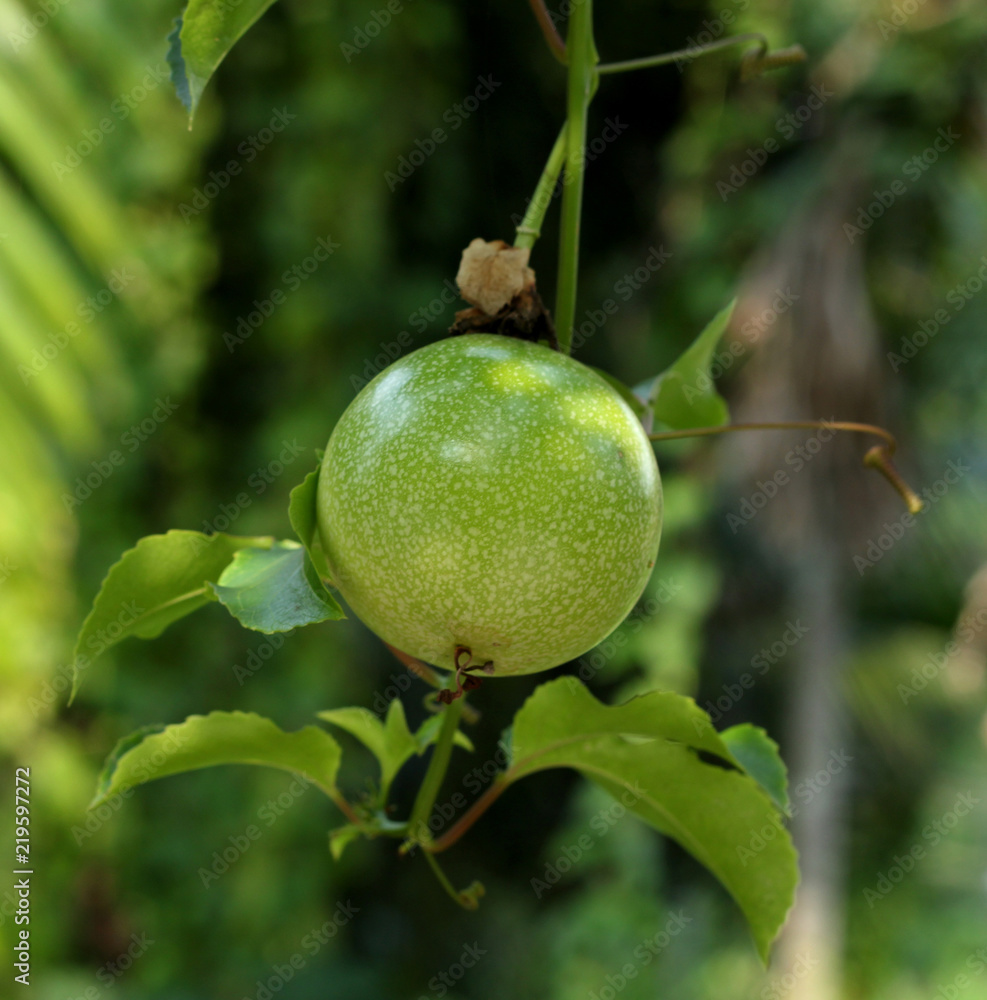 passion fruit green passion fruit green