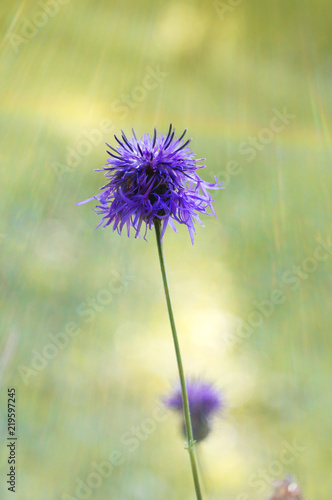 Photo of beautiful Centaurea scabiosa on the field with a natural rainbow effect.