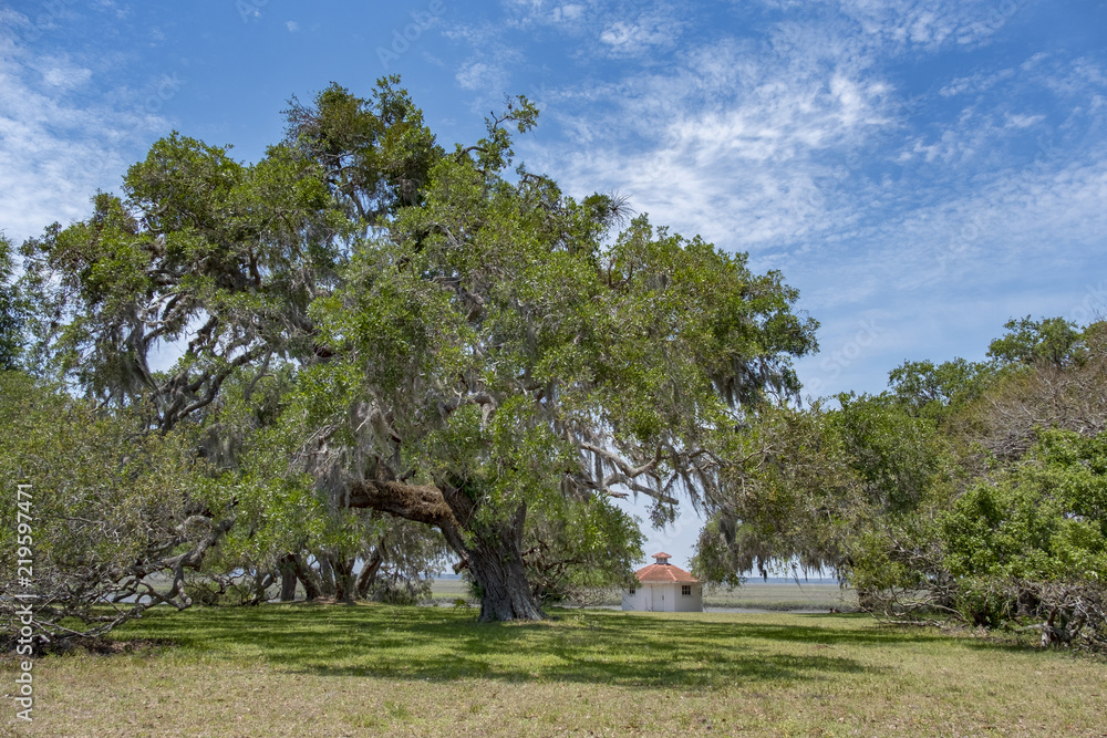 Live Oak Tree, Cumberland Island, Georgia Live Oak Tree, Cumberland Island, Georgia