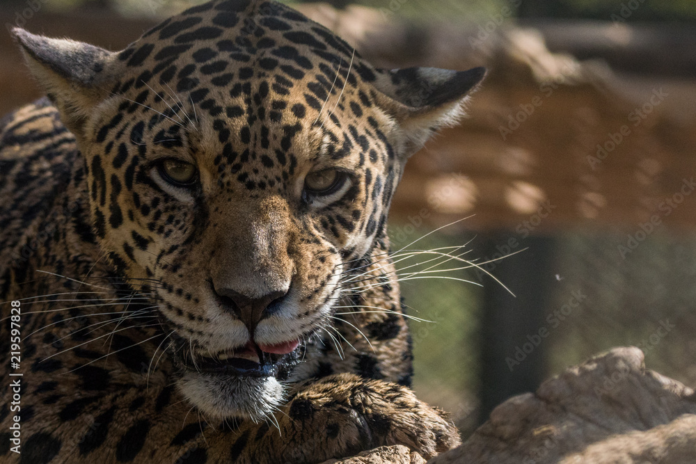 Obraz premium Onça Pintada / Jaguar (Panthera onca)