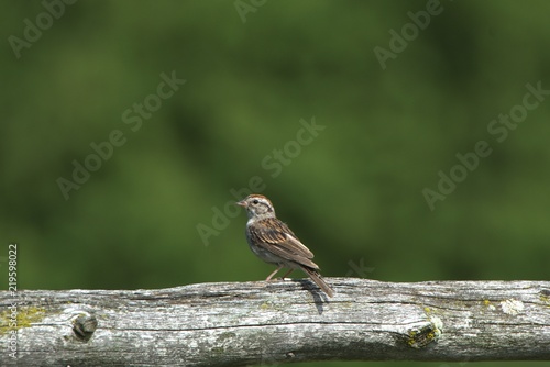 Chipping Sparrow on cedar rail