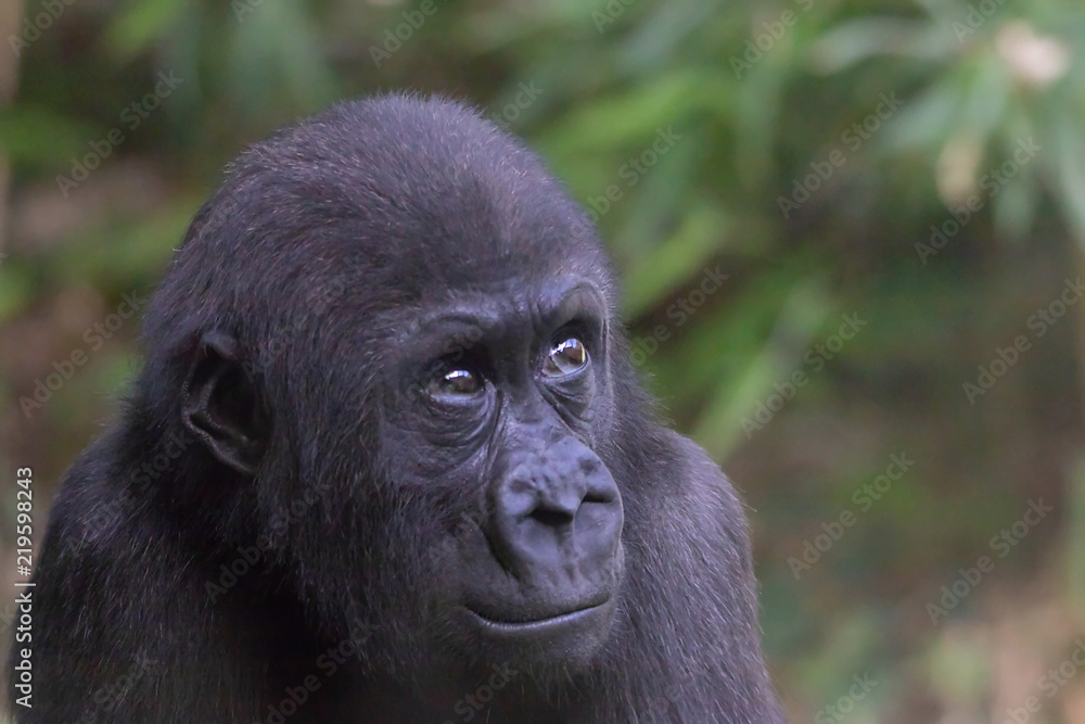Fototapeta premium Gorilla