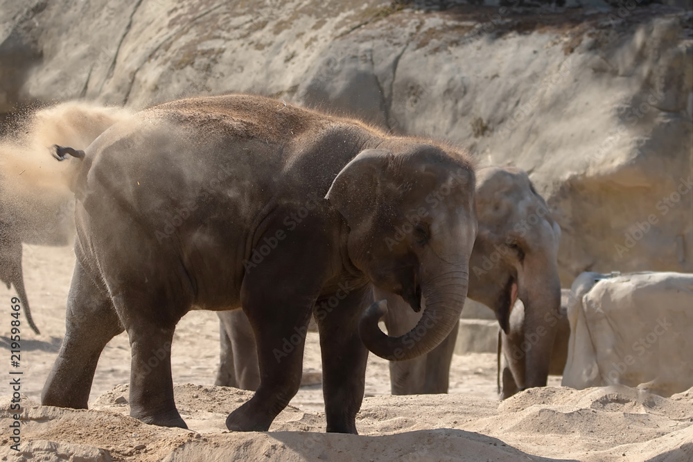 Fototapeta premium Elefant