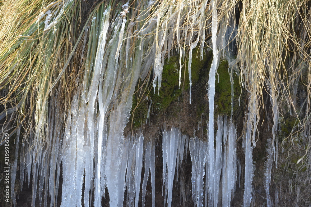 Fototapeta premium Melting ice on a plants