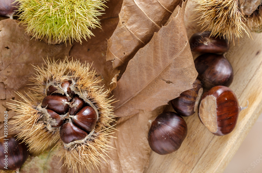 chestnuts and autumn feeling, still life with mature chestnuts and autumn leaves. chestnuts and autumn feeling, still life with mature chestnuts and autumn leaves.