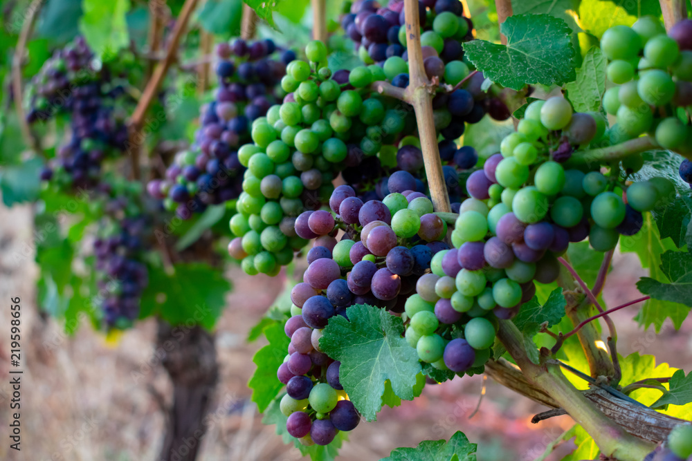 A close up look at staggered bunches of ripening wine grapes shifting from green to blue to purple in an Oregon vineyard.