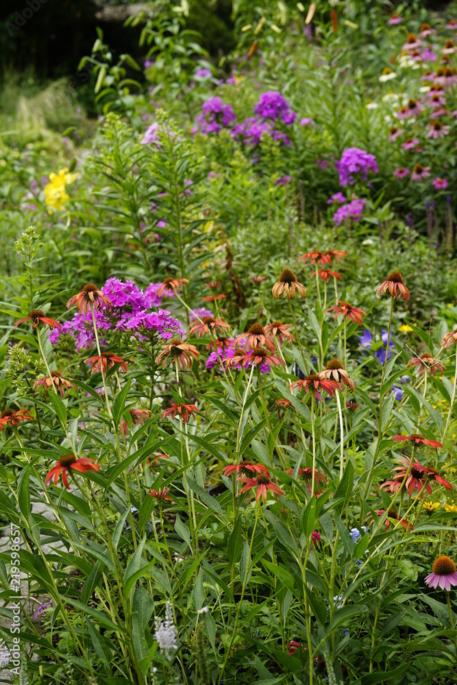 Fototapeta premium garden, nature flowers, 