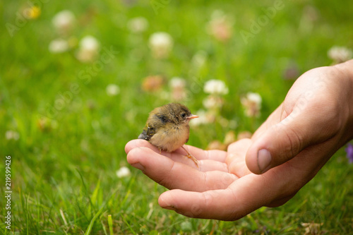 Young bird fledgling rescued in a child's hand, backyard wildlife rescue and care
