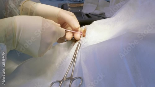 The procedure of castration. Veterinary surgeon operating a cat in a veterinary clinic. 4K