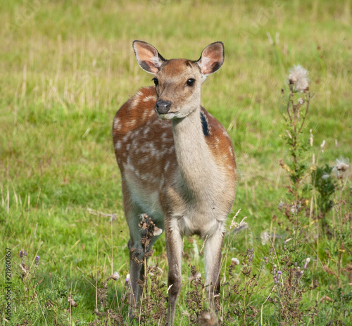 Sika Deer, Dorset, England © dvlcom
