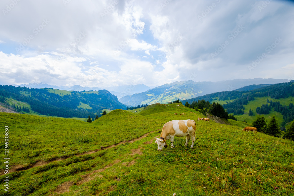 Cow grazing in the Alpine meadow in Switzerland