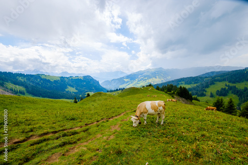 Cow grazing in the Alpine meadow in Switzerland