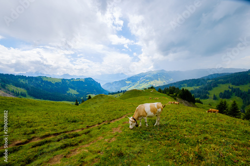 Cow grazing in the Alpine meadow in Switzerland