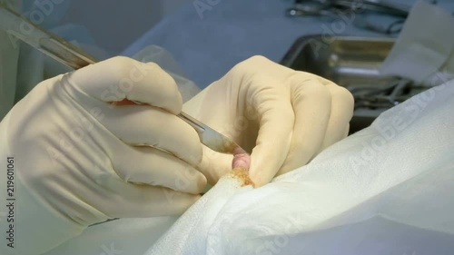 The procedure of castration. Veterinary surgeon operating a cat in a veterinary clinic. 4K