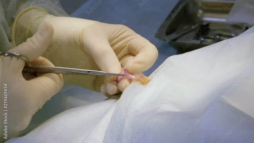The procedure of castration. Veterinary surgeon operating a cat in a veterinary clinic. 4K The procedure of castration. Veterinary surgeon operating a cat in a veterinary clinic. 4K