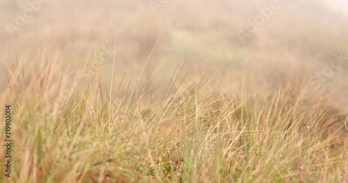 Ichu Grass in Andes Mountains photo