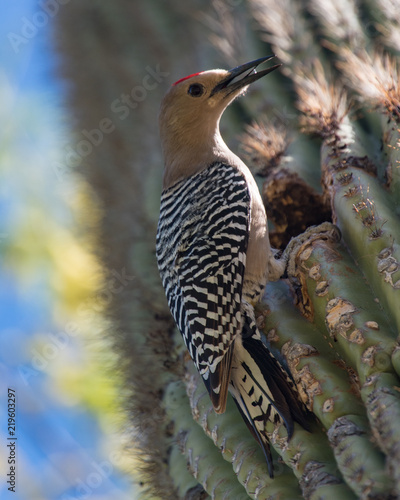Gila Woodpecker - Male