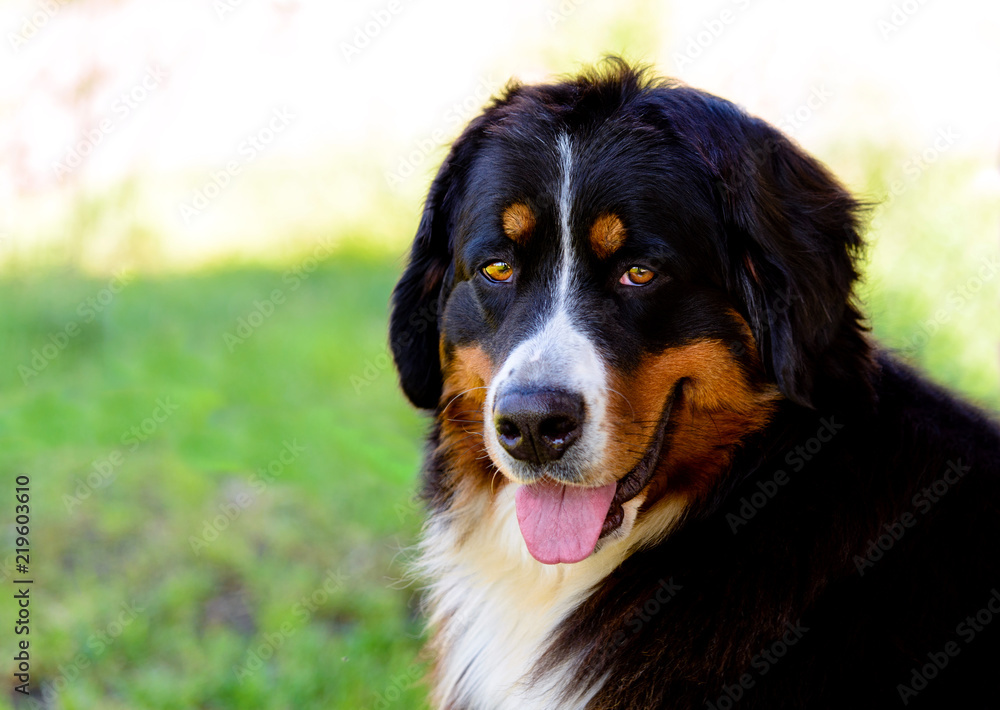 Bernese Mountain Dog portrait. The Bernese Mountain Dog is in the city park.
