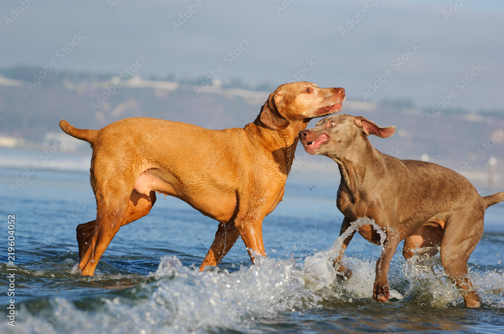 Vizsla and Weimaraner dog playing in ocean surf Vizsla and Weimaraner dog playing in ocean surf