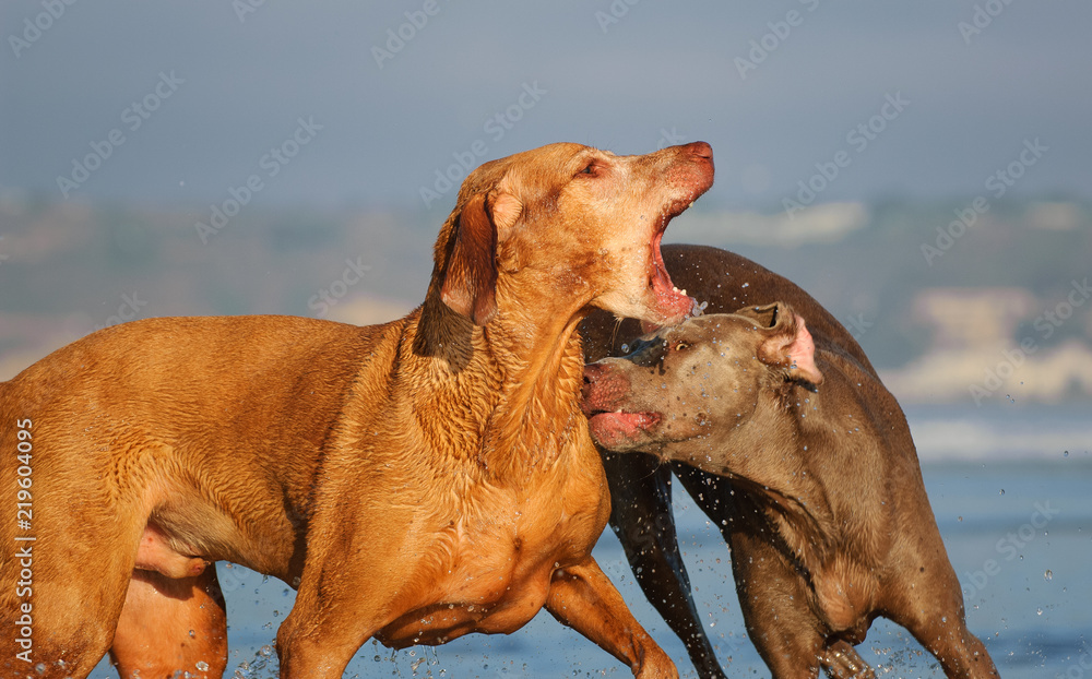 Vizsla and Weimaraner dog playing and biting each other at ocean beach